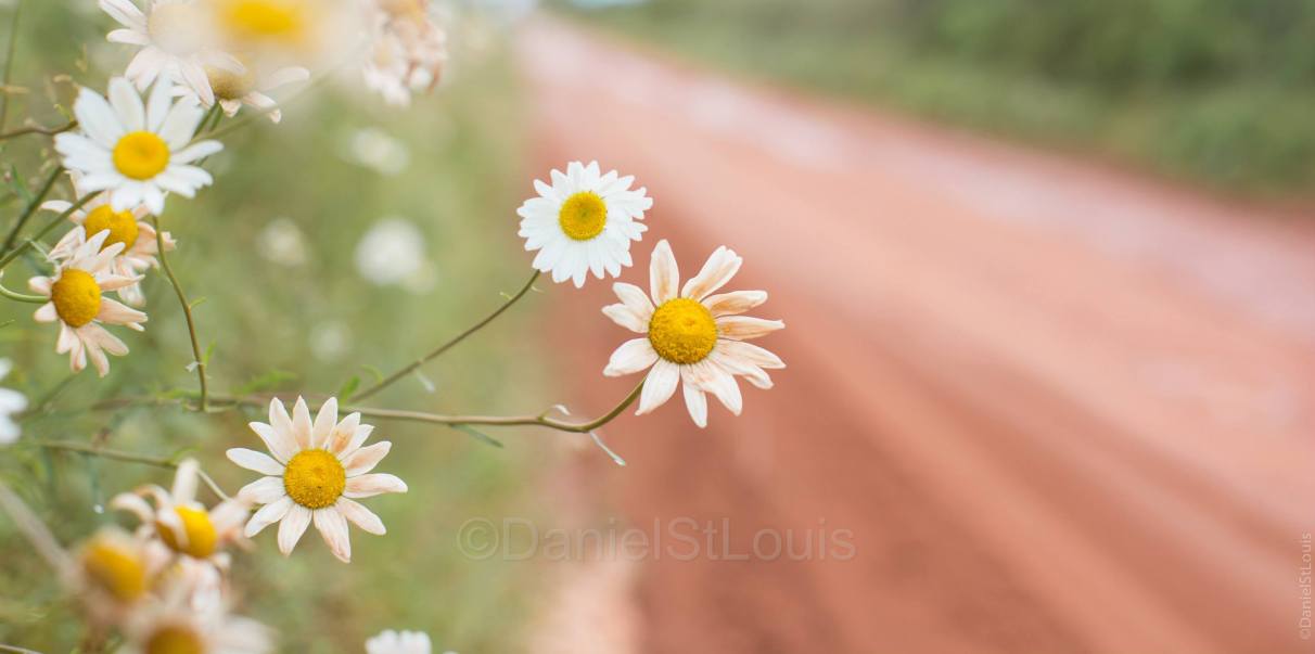 Daisies on a red dirt road in PEI.