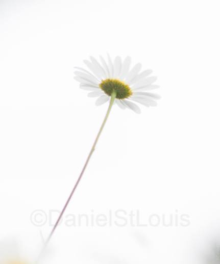 Daisy on white background from low angle.