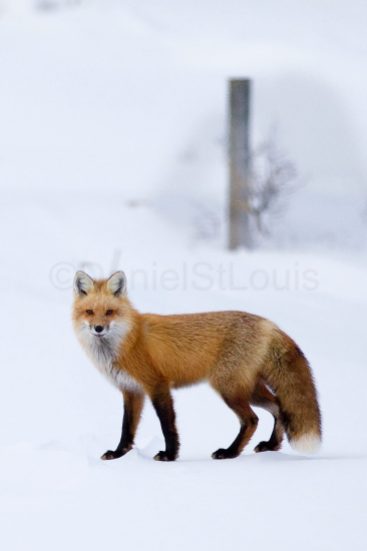 Fox in the winter.