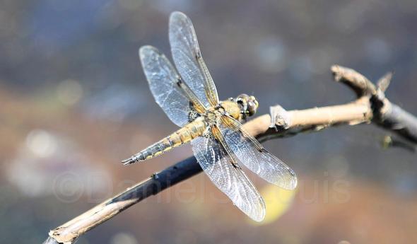 Close-up of dragonfly on branch.