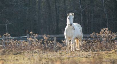 Horse in Dover-Foxcroft, Maine.
