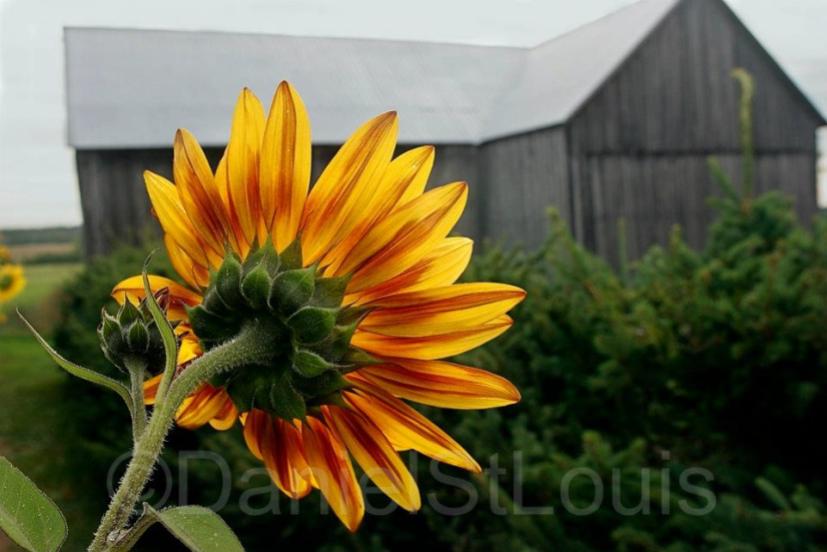 Sunflower in Scoudouc NB