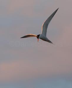 Flying bird on the shores of Grand-Barachois NB.