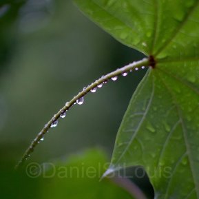Rain drops on green leaf, close-up.