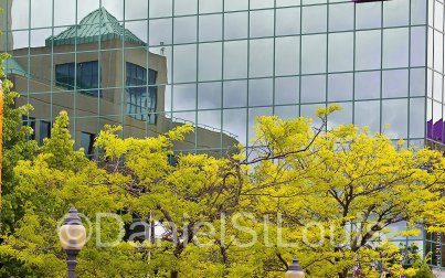 Spring time trees in front of Moncton City Hall.