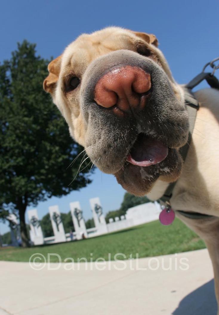 dog at washington monument