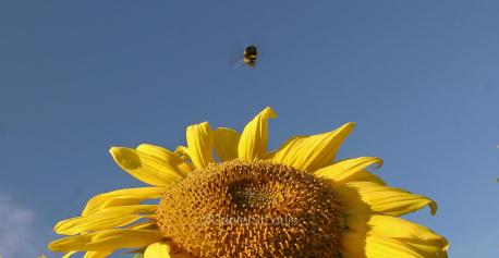 Bee on sunflower in Annapolis Valley, Nova Scotia.