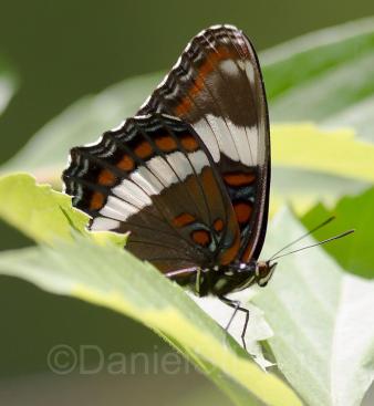 Close-up of butterfly on leaf.