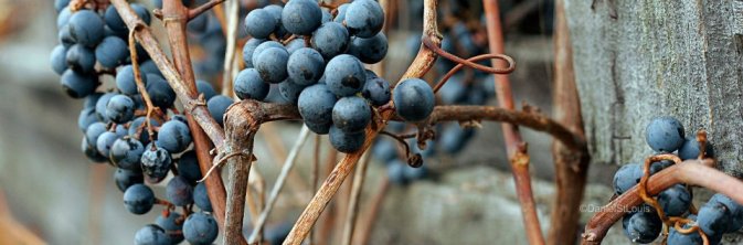 Blueberries on vine.
