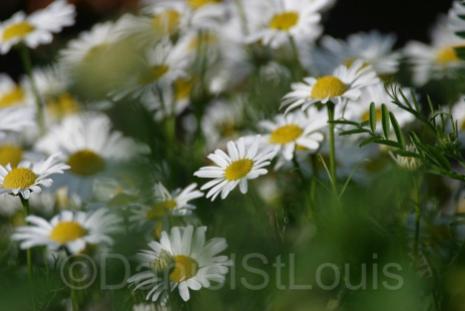 Close-up of daisies in green field.