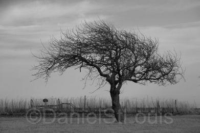 Black and white tree in Albert County NB.