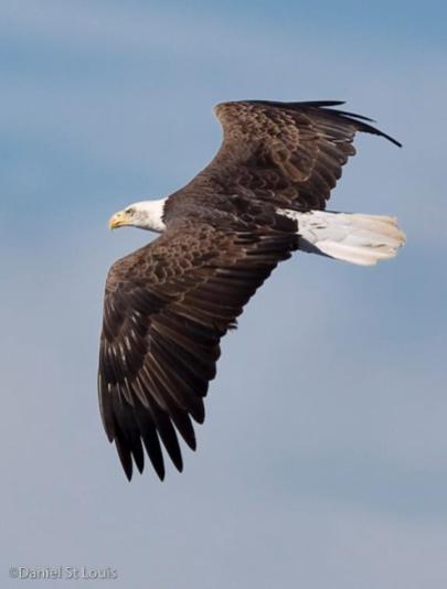 Bald eagle in flight in Grand Barachois, NB.