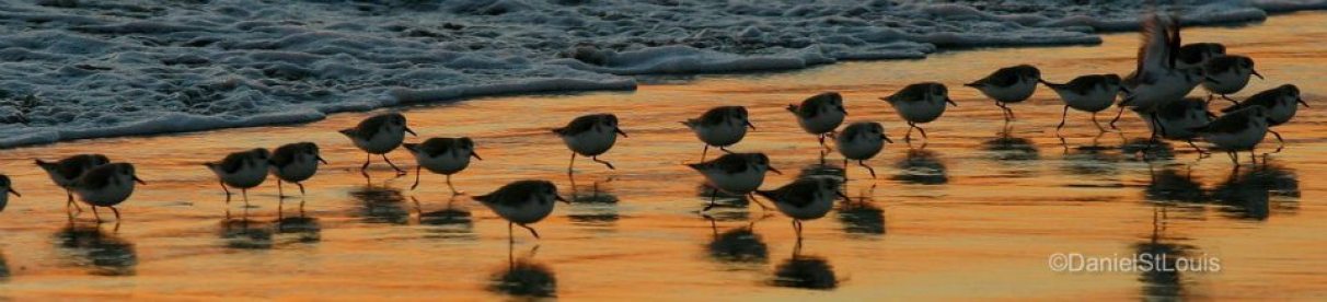 Birds on the shores of Belmont Shores, California.