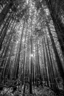 Black and white trees in Sombrio Beach, BC