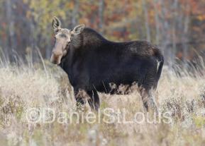 Cow moose in field in Moncton NB.