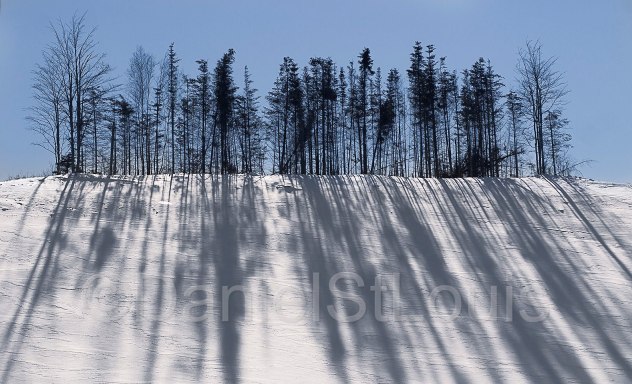Long shadows of trees in the snow.