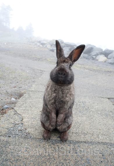 Rabbit at White Point Beach Resort.